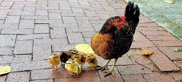 Key West Chickens